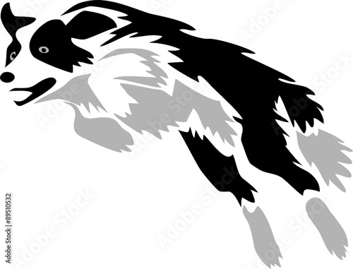 jumping border collie