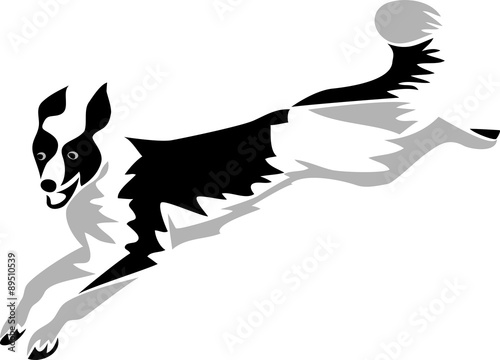 jumping border collie