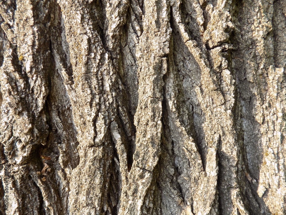 Obraz premium Tree bark texture