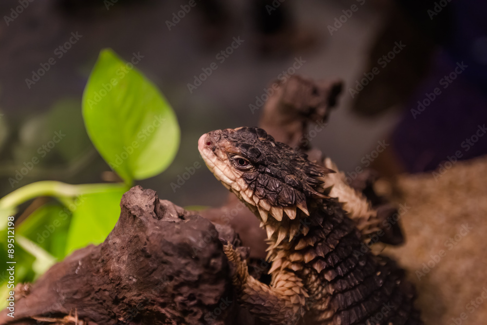 Girdled Lizard Girdled Lizard