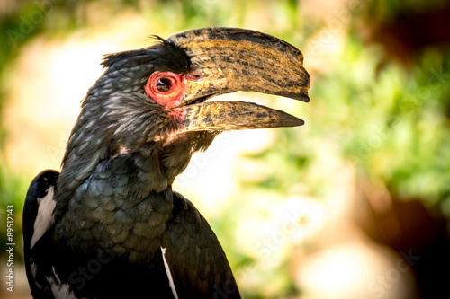 Trumpeter hornbill (Bycanistes-bucinator) photo