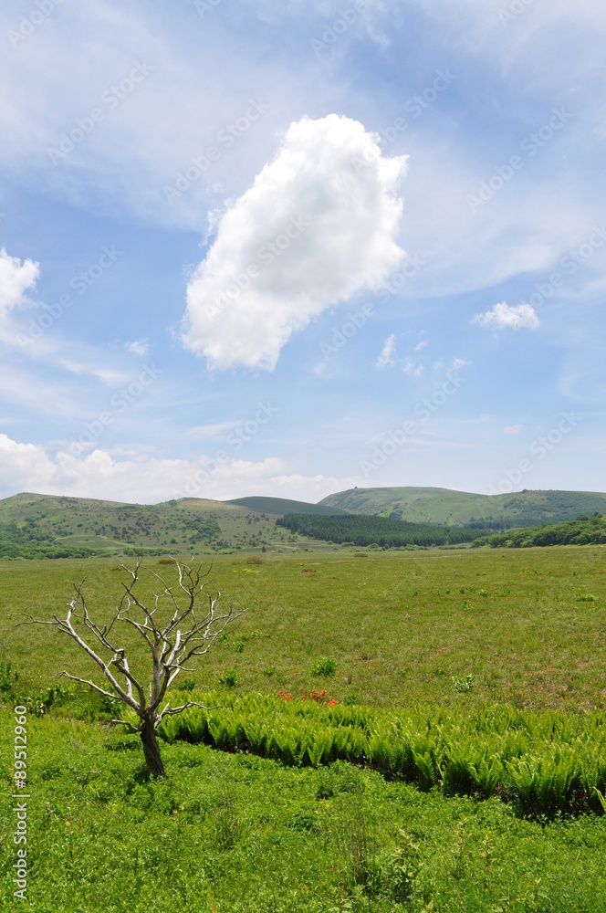 Obraz premium 八島ヶ原湿,原（長野県 車山高原）