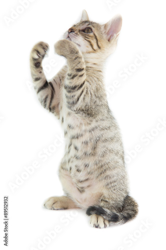 Gattino tigrato photo