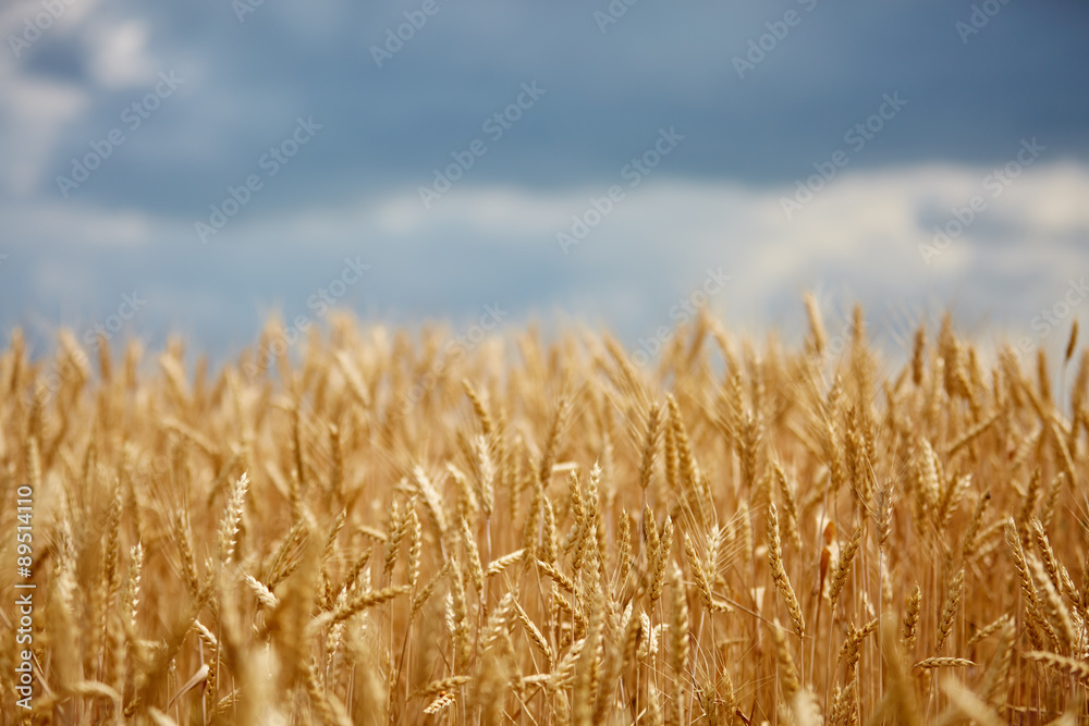 Yellow grain ready for harvest growing in a farm field Yellow grain ready for harvest growing in a farm field
