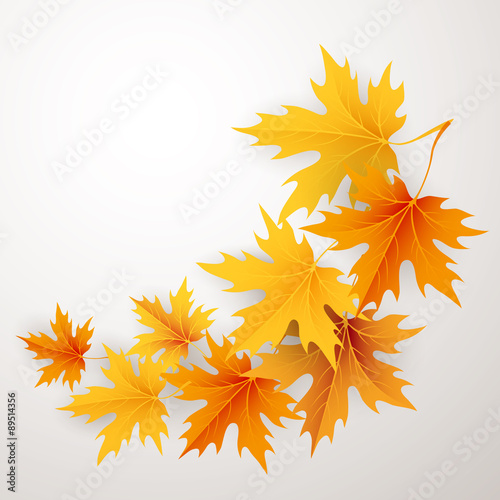 Autumn maples falling leaves background. 