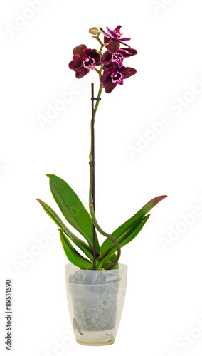 Purple, pink branch orchid flowers with green leaves, Orchidaceae, Phalaenopsis, Moth Orchid