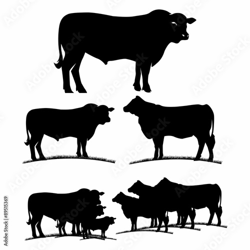 cattle, 