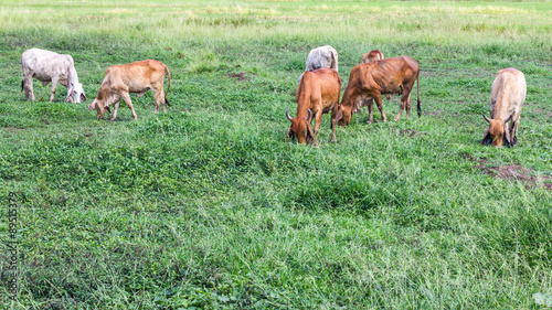 Livestock herds of cattle grazing © kaentian