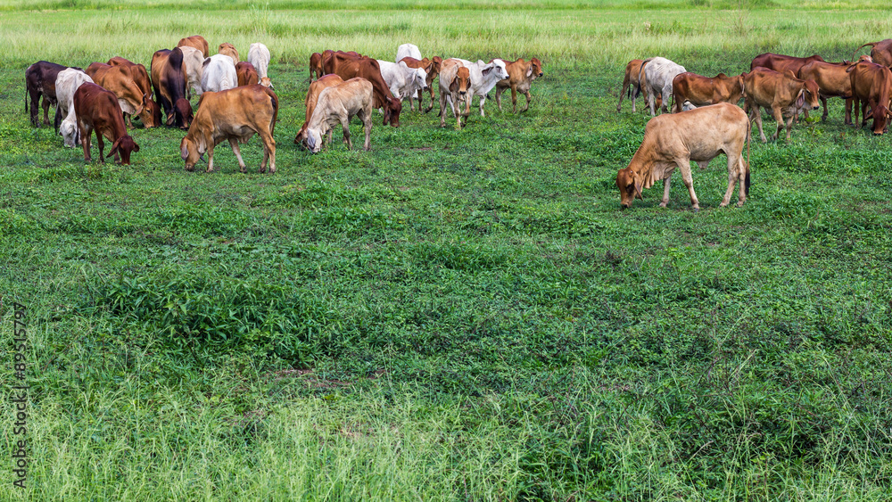 Livestock herds of cattle grazing