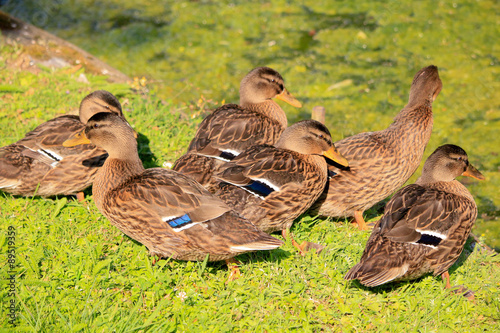 Enten-Versammlung zum Kuscheln