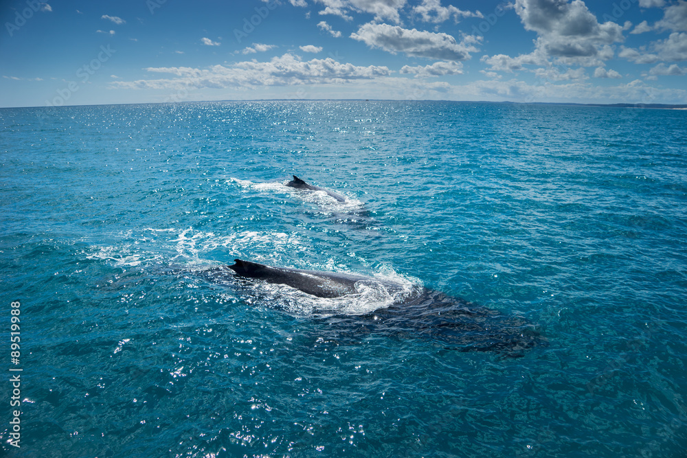 Fototapeta premium whale watching