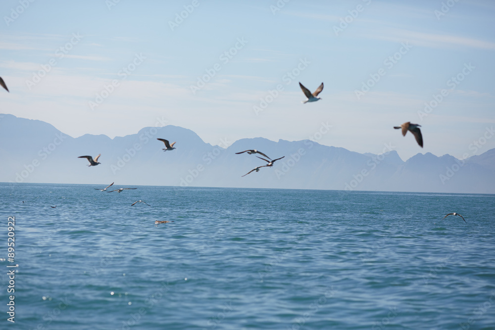 Naklejka premium beautiful sea landscape in South Africa
