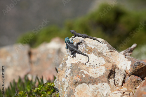 lizard on a rock in South Africa