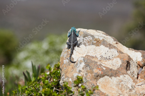 lizard on a rock in South Africa
