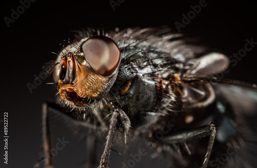 Housefly close-up. © Andrei Armiagov