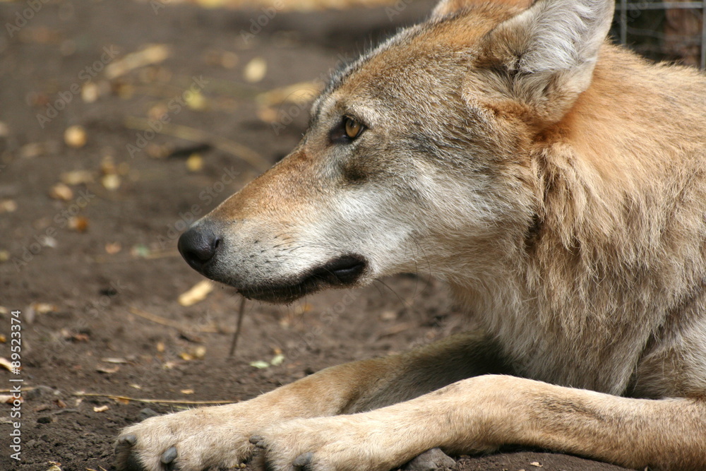 Profile of a wolf / Veresegyhaz Bear Farm, Hungary Profile of a wolf / Veresegyhaz Bear Farm, Hungary
