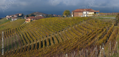 Piedmont Vineyards auttumn