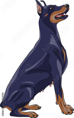 Vector. Doberman pinscher.