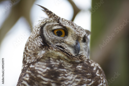 owl in the zoo of South Africa