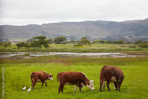 Cows grazing in a meadow in South Africa