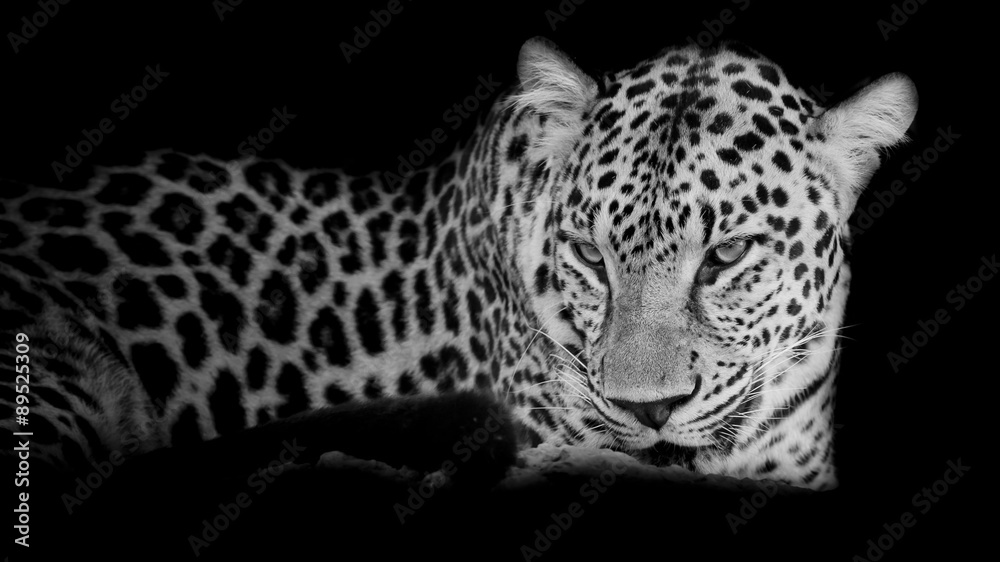 black & white Leopard portrait isolate on black background black & white Leopard portrait isolate on black background