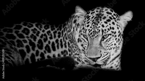 black   white Leopard portrait isolate on black background