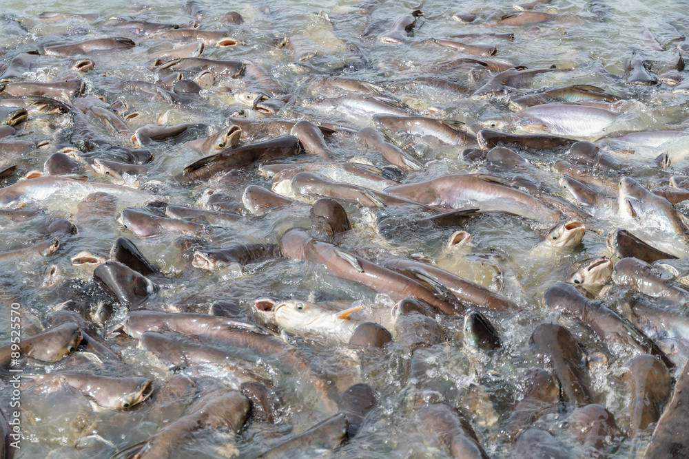 Black ear catfish Black ear catfish
