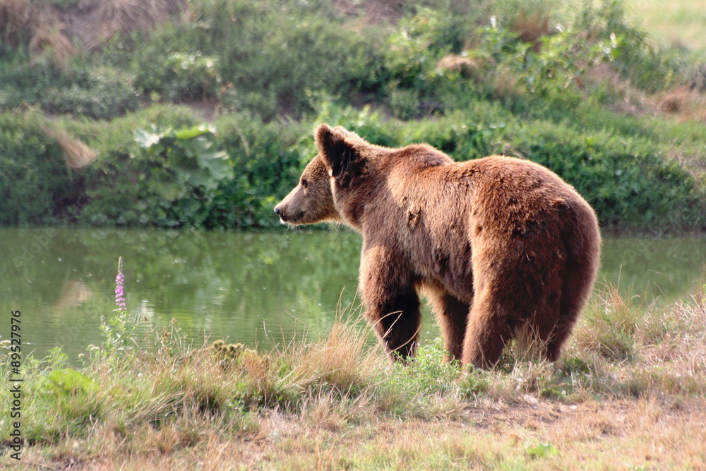 Thirsty bear / Veresegyhaz Bear Farm, Hungary