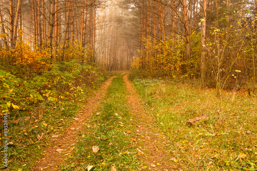 Obraz premium Утренний лес в осенних красках