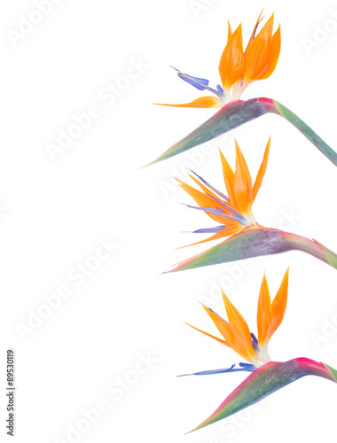 Bird of paradize flowers border