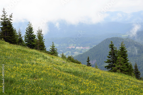 Pine forest and green grass field with yellow flowers 