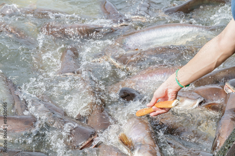 Obraz premium Black ear catfish