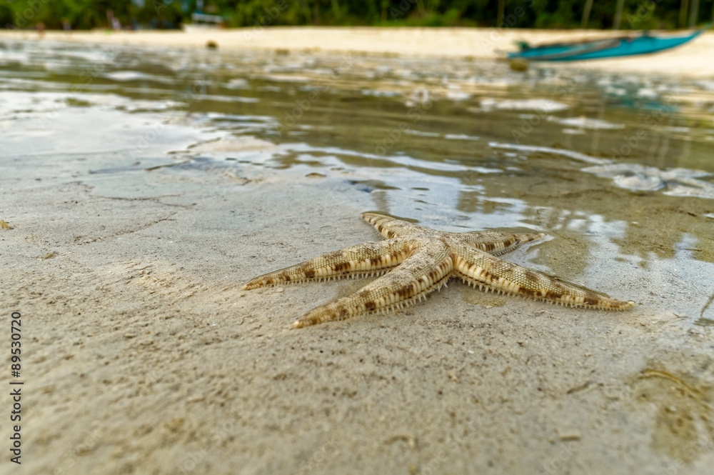 A Live Small Starfish. A small starfish is crawling to the shore during a low tide in the late afternoon A Live Small Starfish. A small starfish is crawling to the shore during a low tide in the late afternoon