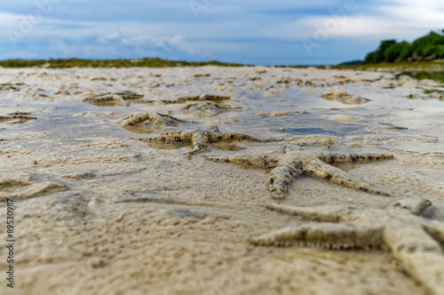 Photography Thousands of Starfish Flock to the Shore