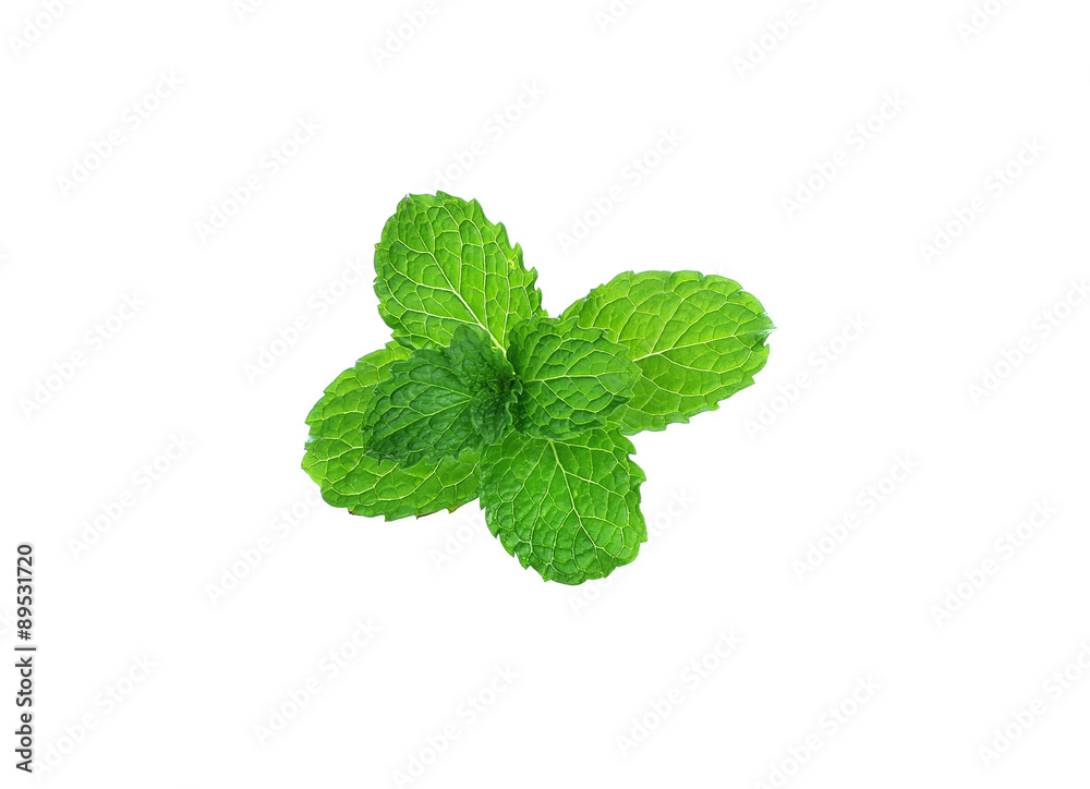 mint isolated on white background mint isolated on white background
