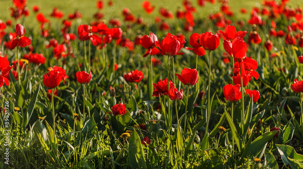 Fototapeta premium nice tulips