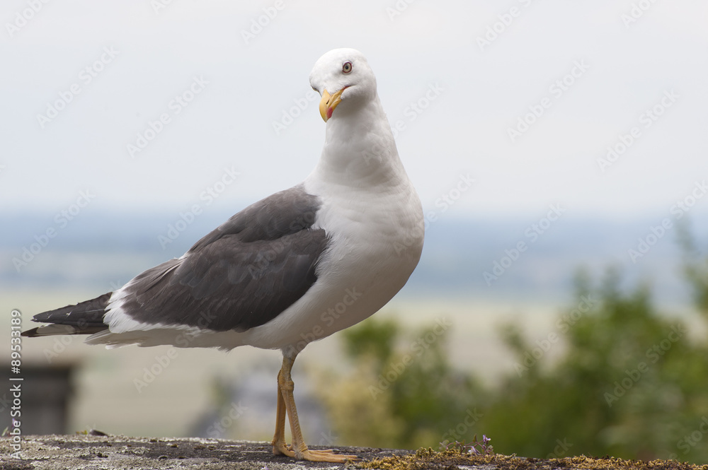 Obraz premium A curious seagull..