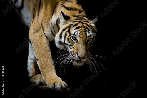 Beautiful tiger walking step by step isolated on black backgroun