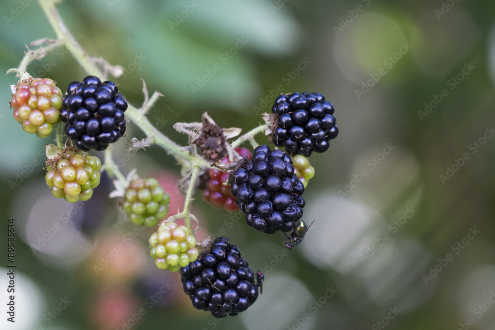 Brombeeren am Strauch mit Fliege Brombeeren am Strauch mit Fliege