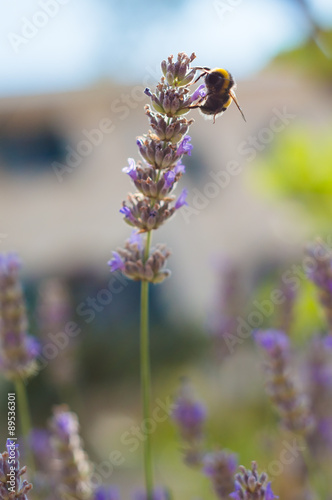 lavender and bumblebee