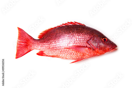 Northern Red Snapper Lutjanus campechanusfish isolated on a white background.