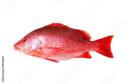 Northern Red Snapper Lutjanus campechanusfish isolated on a white background.