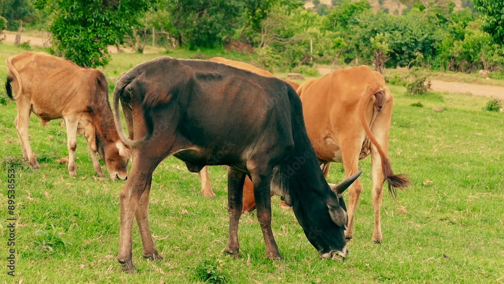 Cows graze in the meadow and waving tail closeup static camera. Farm animals eat the grass.