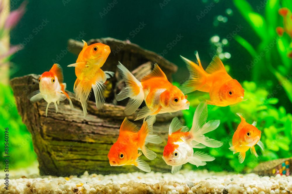 Naklejka premium Goldfish in aquarium with green plants