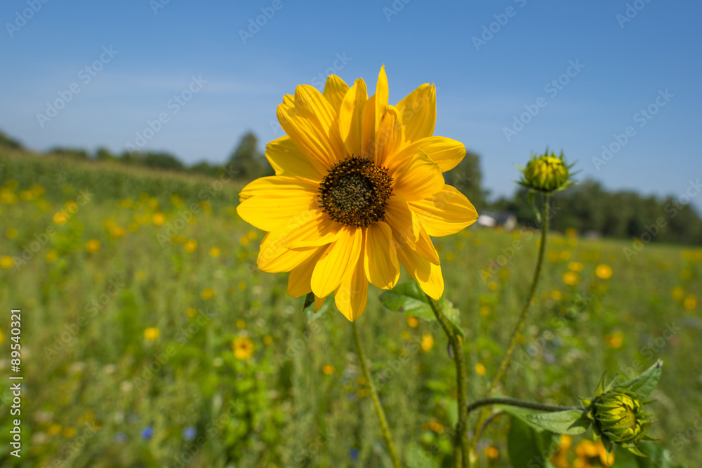 Fototapeta premium Wild flowers growing in a field in summer