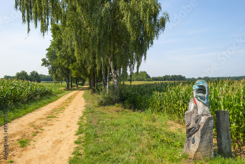 Corn growing in a field in summer 
 photo