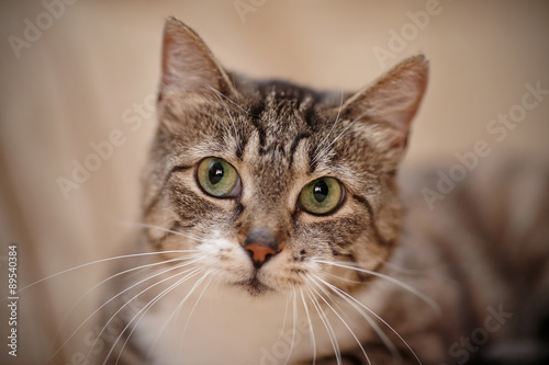 Portrait of a gray striped cat with green eyes. © Azaliya (Elya Vatel)