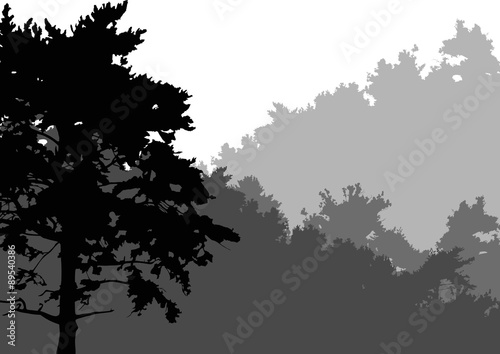 black pine in grey isolated forest
