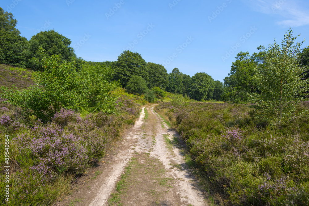 Dirt track through a field with heather in summer