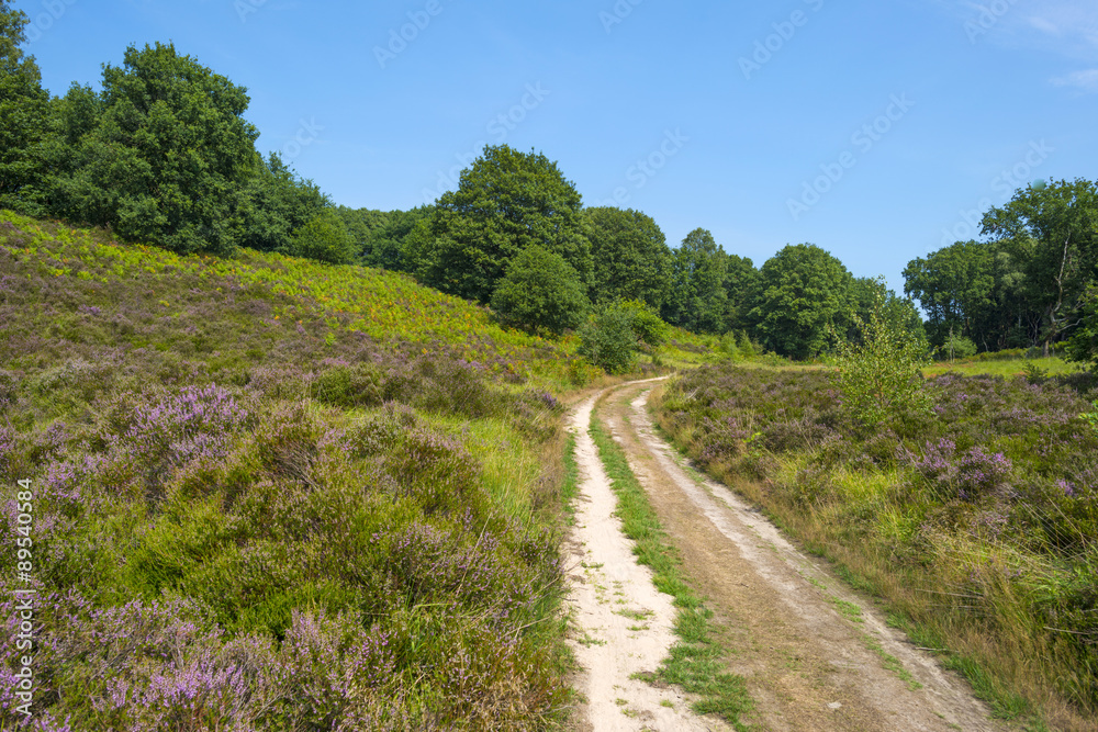 Dirt track through a field with heather in summer